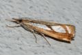 Catoptria permutatella